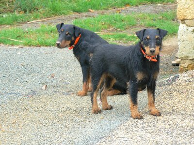 Dog jagd terrier photo