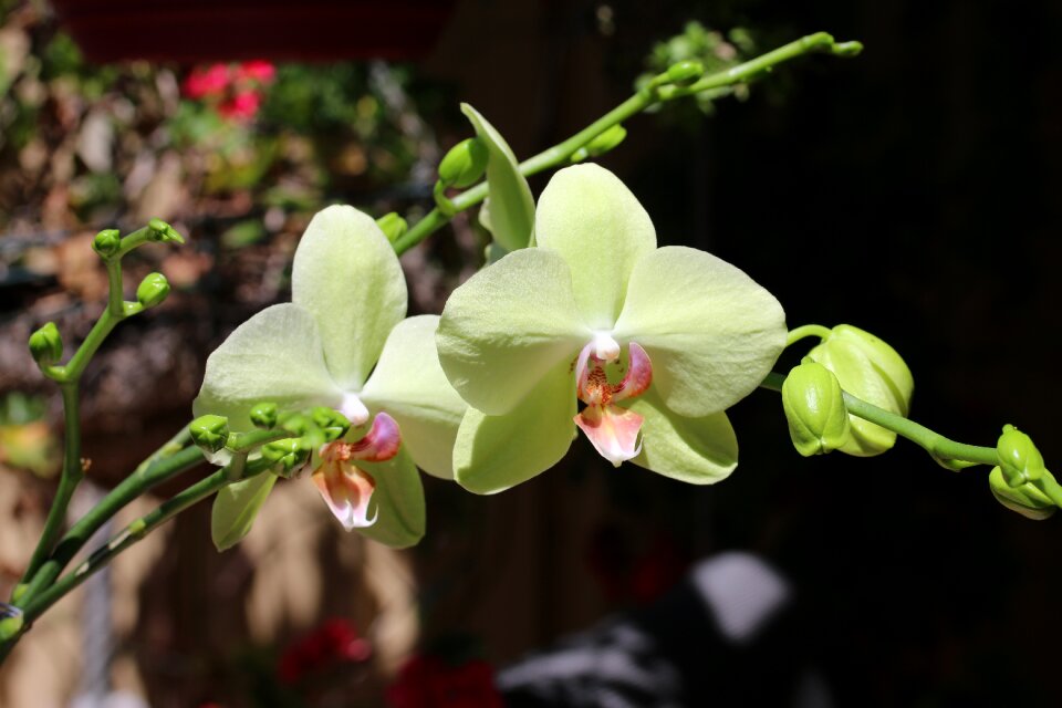 Floral blossom nature