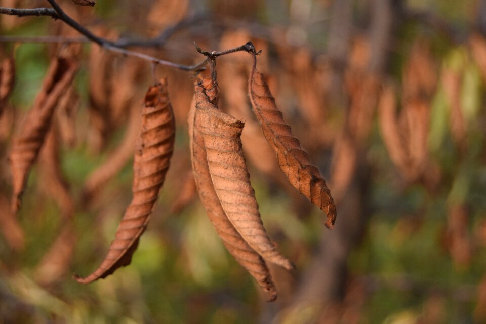 Fall dried leaves autumn woods