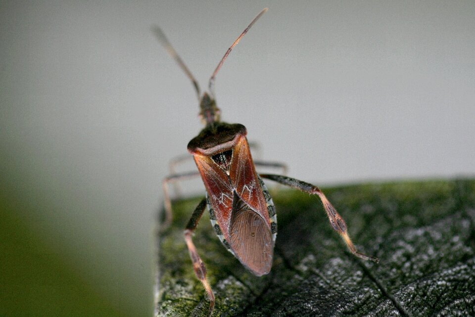 Animal portrait nature fauna