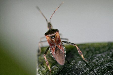 Animal portrait nature fauna