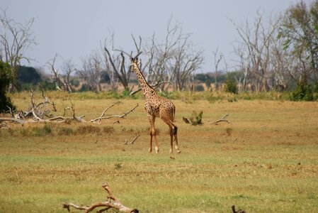 Grass nature giraffe
