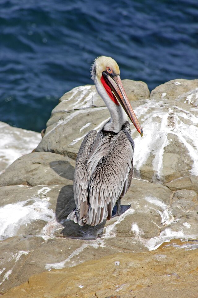 Nature bird ocean