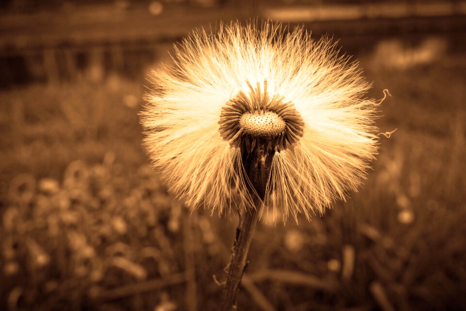 Flower plant false dandelions