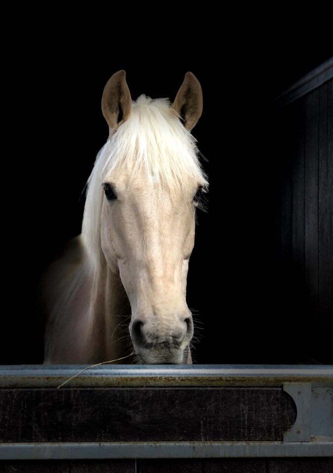 Animal equine careful