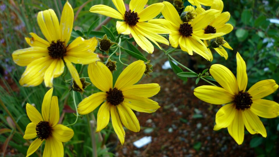 Flowers yellow garden photo