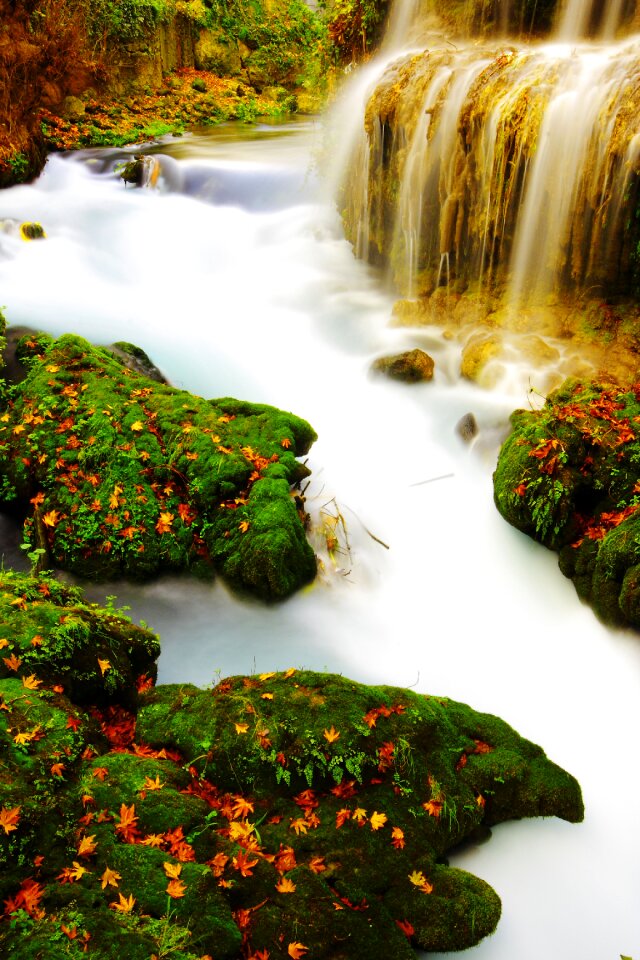 Plant nature landscape