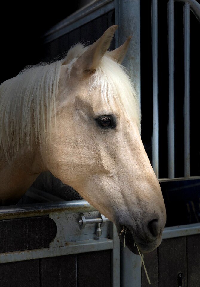 Animal equine careful