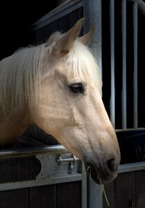 Animal equine careful photo