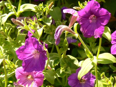 Flower petunia plant