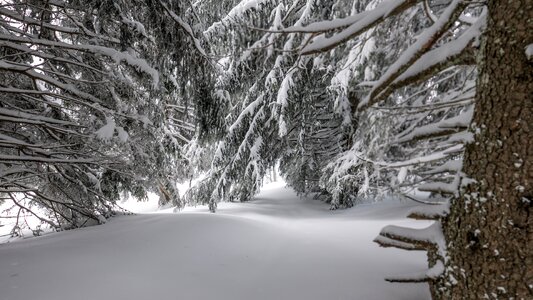 Cold frozen wood