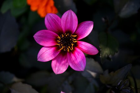 Spring plant garden