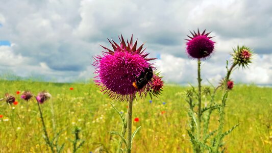 Summer nature plant