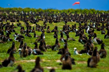 US Navy 100602-N-7498L-021 More than a million Laysan Albatrosses occupy the entire Midway atoll photo