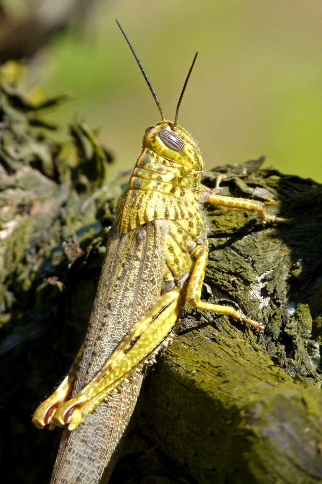 Green grasshopper vine nature