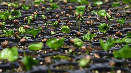 Seed fresh agriculture