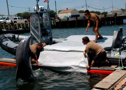 US Navy 100607-N-9806M-086 Sailors work with a bottlenose dolphin at Joint Expeditionary Base Little Creek-Fort Story during Frontier Sentinel 2010