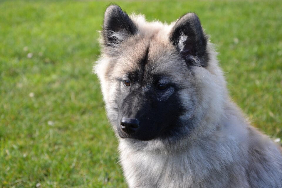 Pet dog watchdog mammal