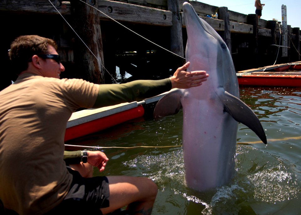 US Navy 100608-N-4178C-002 Sailors work with a bottlenose dolphin at Joint Expeditionary Base Little Creek-Fort Story during Frontier Sentinel 2010