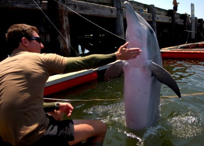 US Navy 100608-N-4178C-002 Sailors work with a bottlenose dolphin at Joint Expeditionary Base Little Creek-Fort Story during Frontier Sentinel 2010 photo