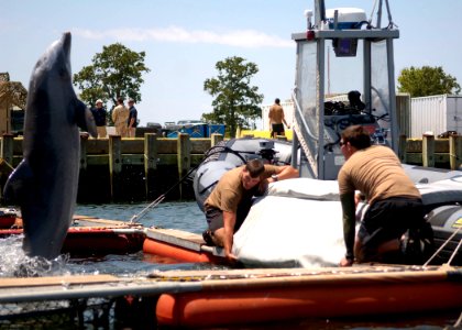 US Navy 100608-N-4178C-004 sailors work with a bottlenose dolphin at Joint Expeditionary Base Little Creek-Fort Story during Frontier Sentinel 2010 photo