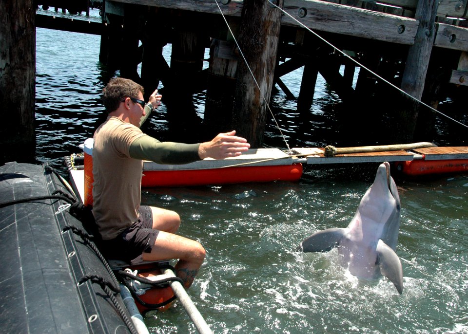US Navy 100608-N-9806M-097 Sailors work with a bottlenose dolphin at Joint Expeditionary Base Little Creek-Fort Story during Frontier Sentinel 2010