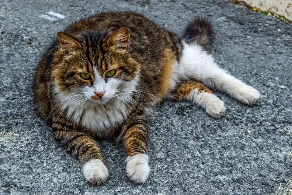 Stray mammal street
