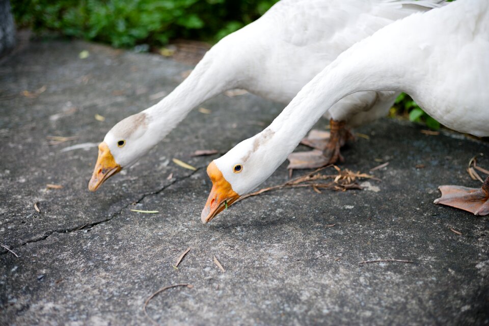 White nature animal
