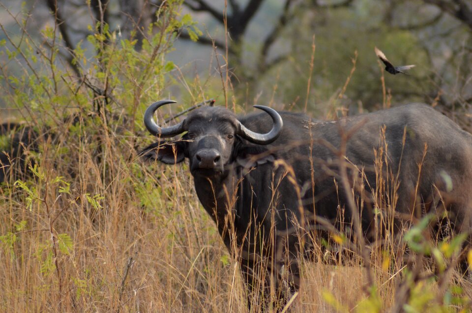 Wilderness nature african buffalo
