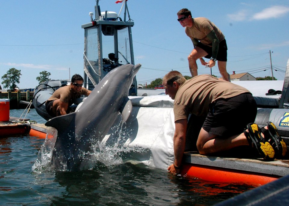 US Navy 100608-N-9806M-099 sailors work with a bottlenose dolphin at Joint Expeditionary Base Little Creek-Fort Story during Frontier Sentinel 2010