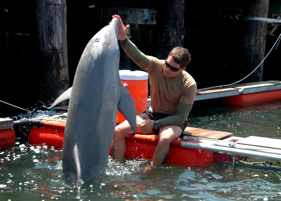 US Navy 100608-N-9806M-077 sailors work with a bottlenose dolphin at Joint Expeditionary Base Little Creek-Fort Story during Frontier Sentinel 2010