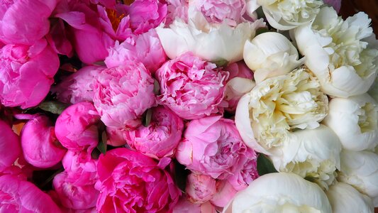 Floral petal peonies photo