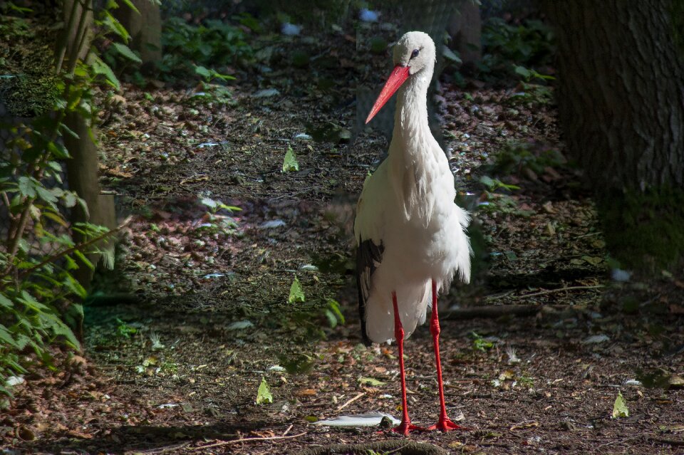 Bill feather red beak