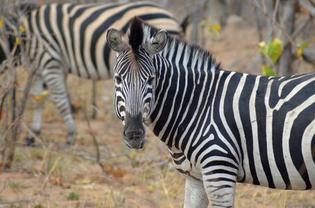 National park wild animal stripes photo