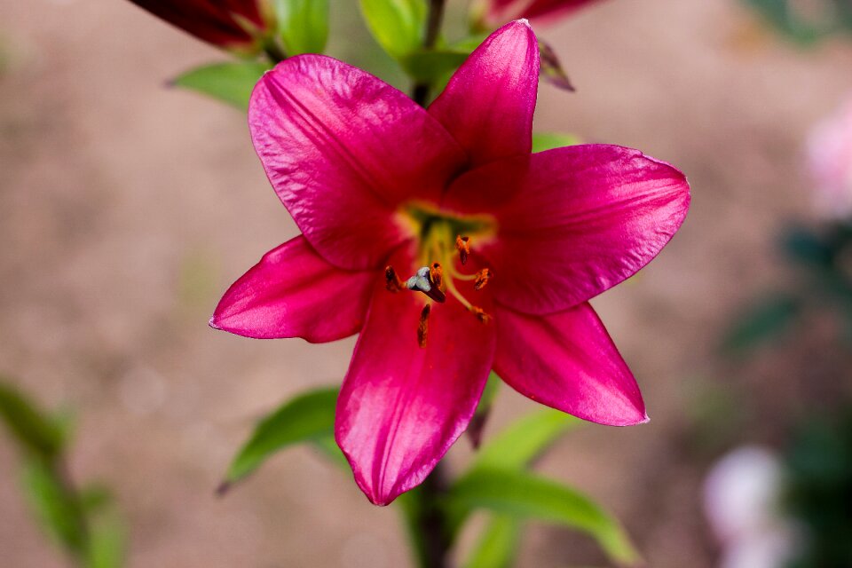 Close up blossom bloom photo