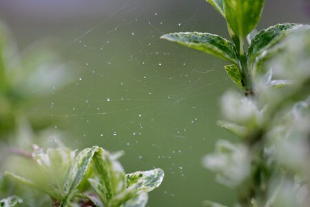 Bug macro spider web photo