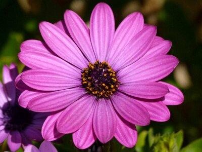 Pink magenta detail