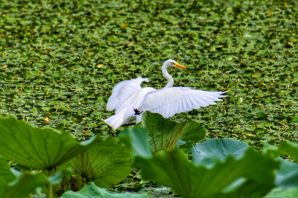 Lotus heron team rabbit