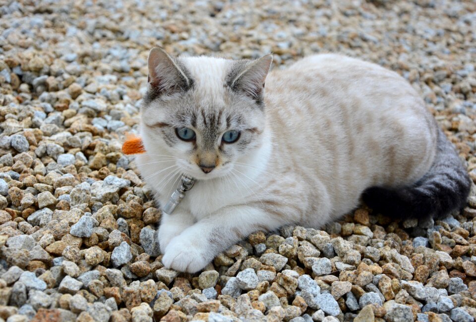 Cat eyes blue eyes mascot photo