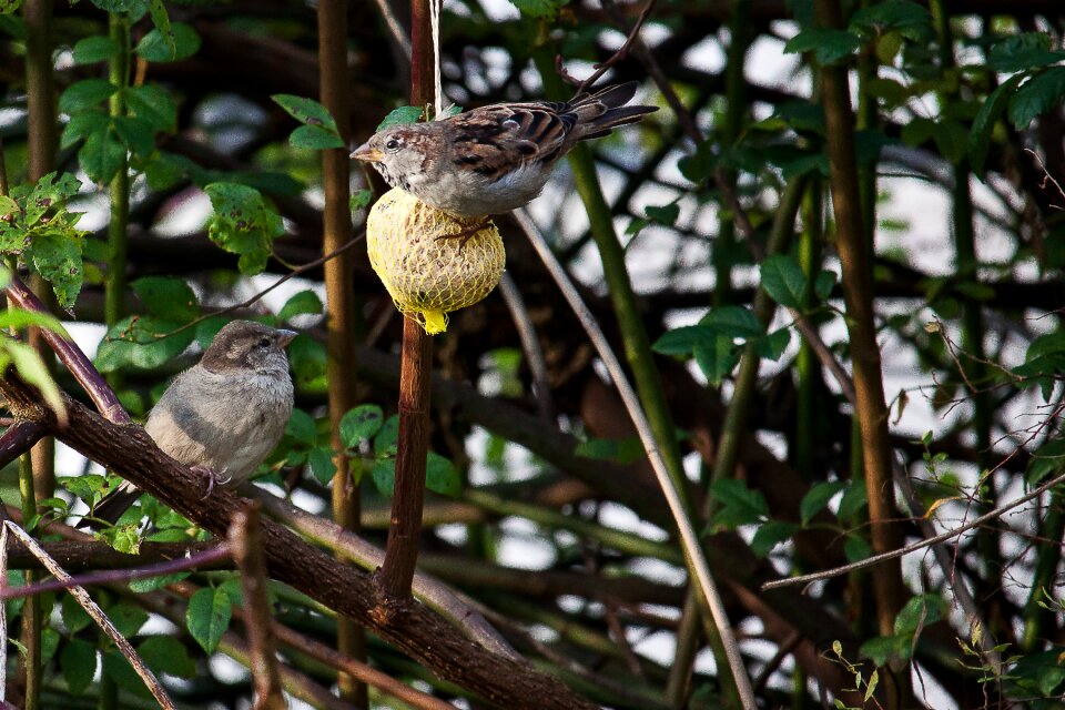 Food feeding place shrubs