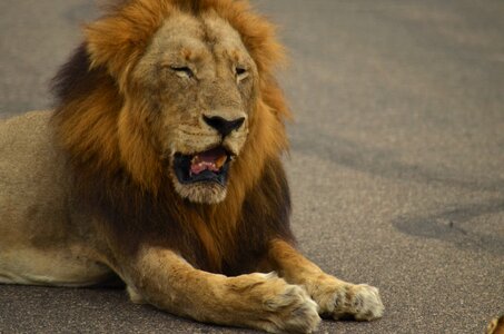 Wildcat predator sleepy lion photo