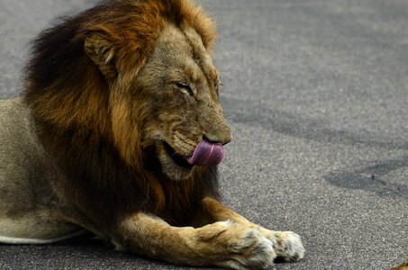 Wildcat predator sleepy lion