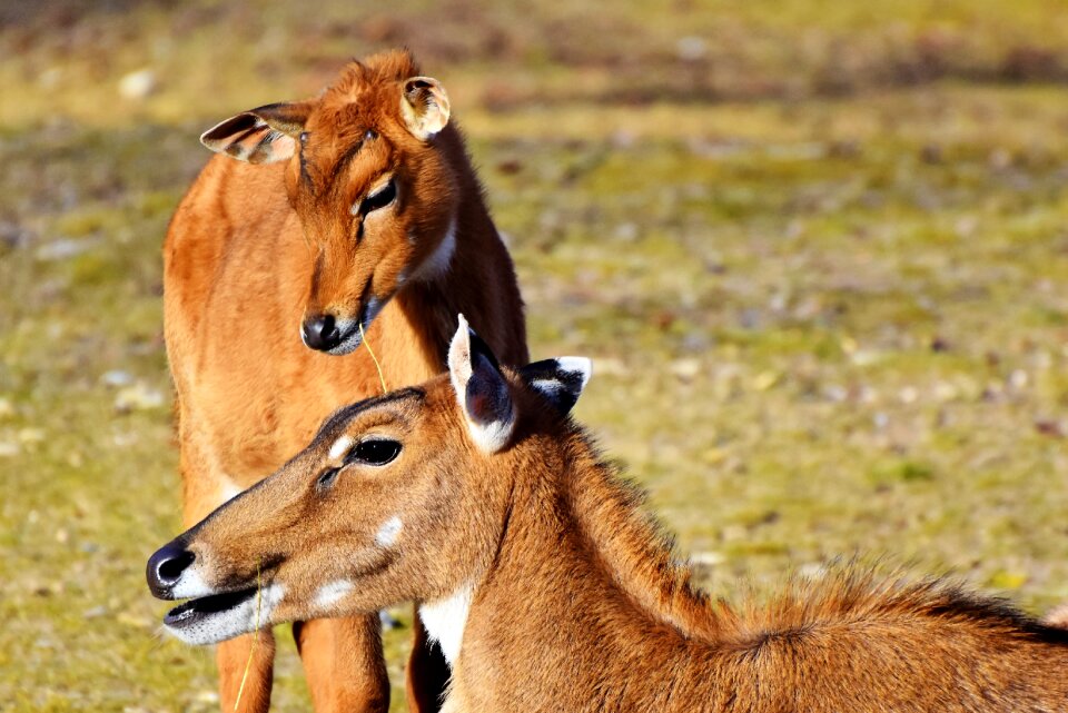 Wild africa safari