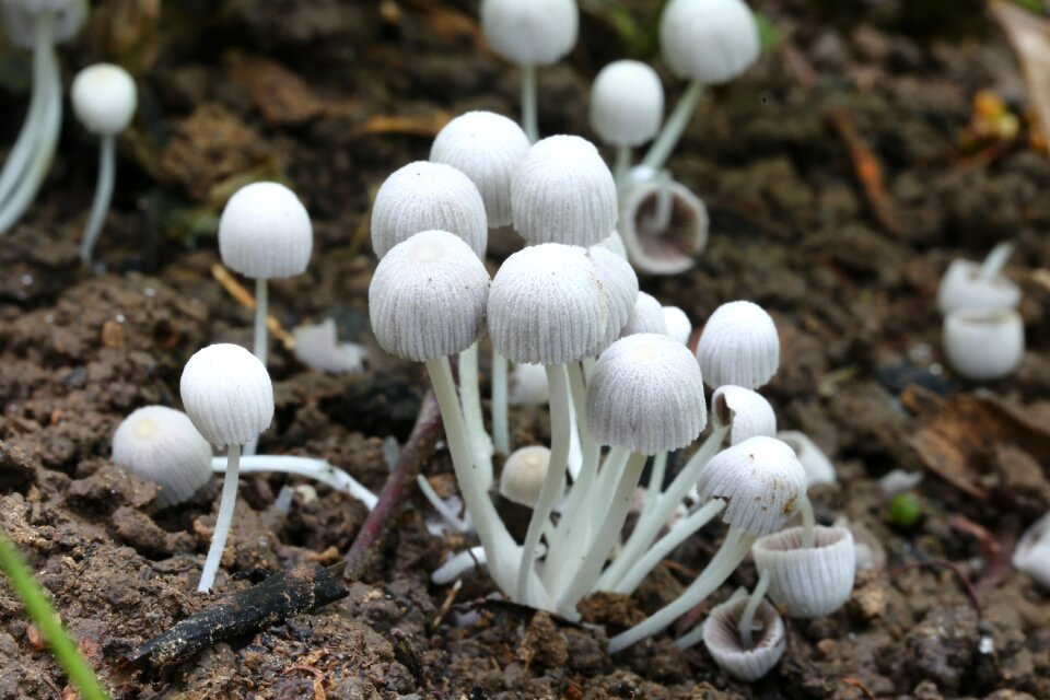 Outdoors mushroom growth