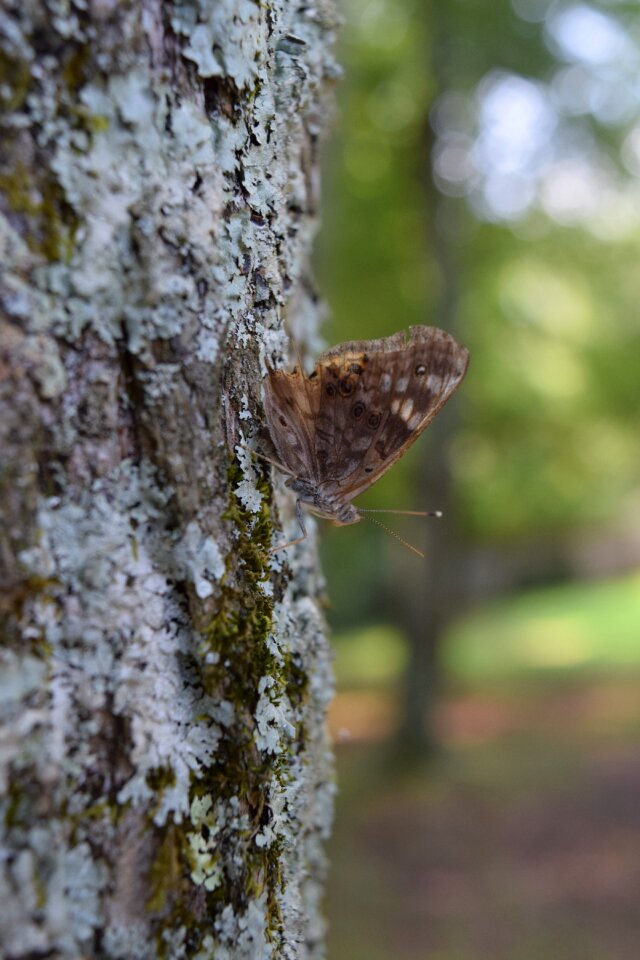 Nature moth butterfly