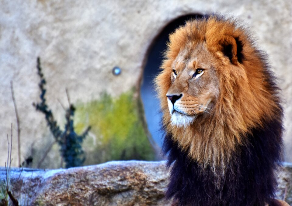 Lion's mane mane cat photo