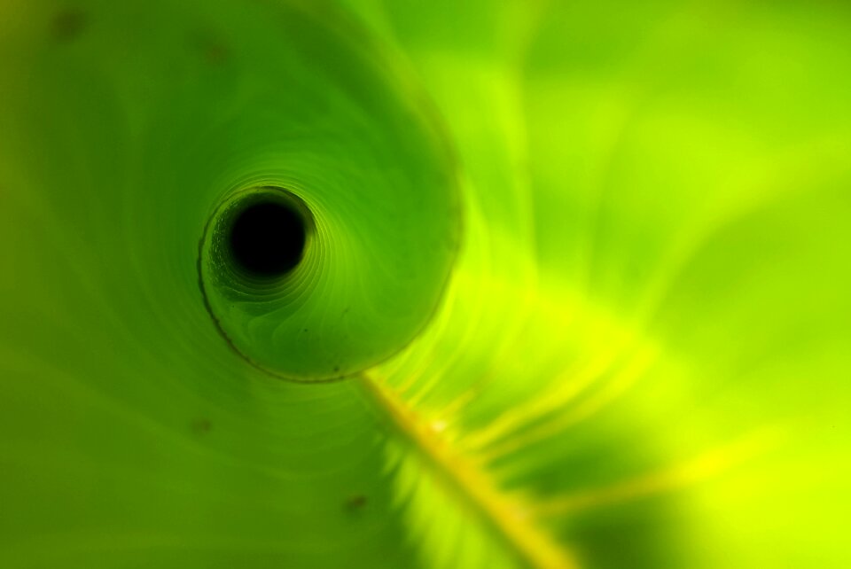 Green plant spiral tropical