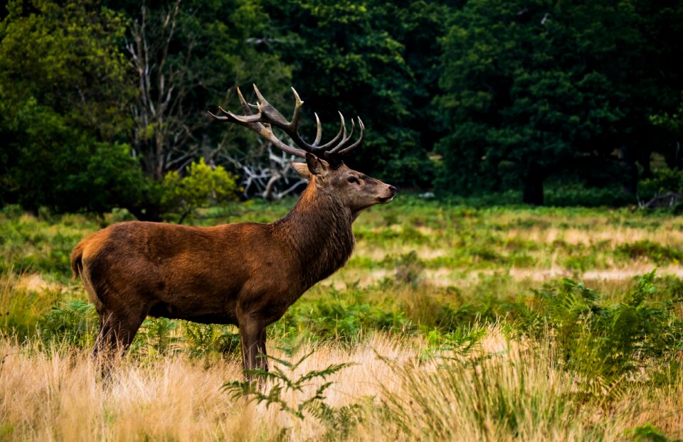 Wildlife green grass photo