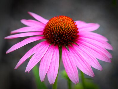 Nature cone-flower purple photo