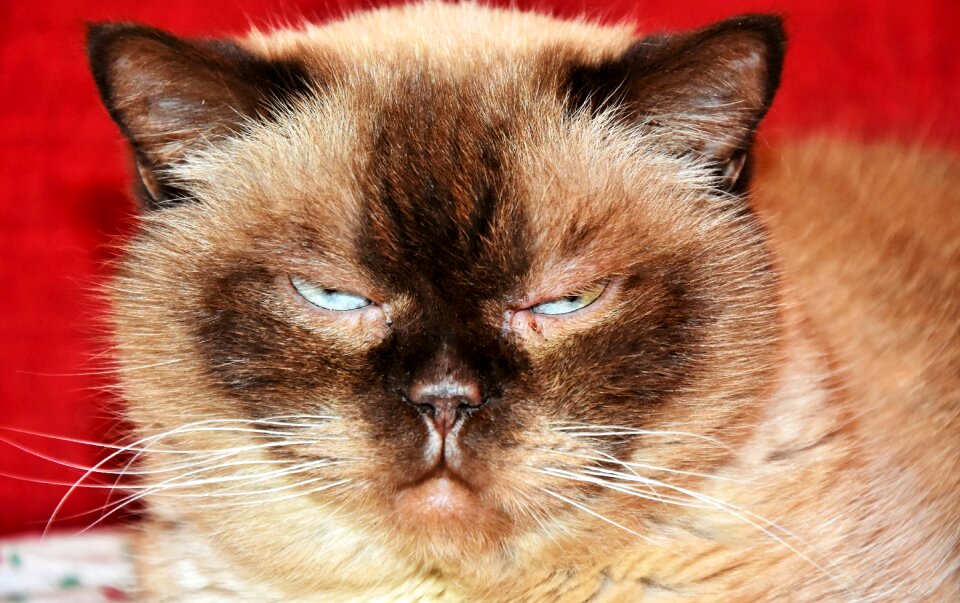 Mieze british shorthair cat thoroughbred